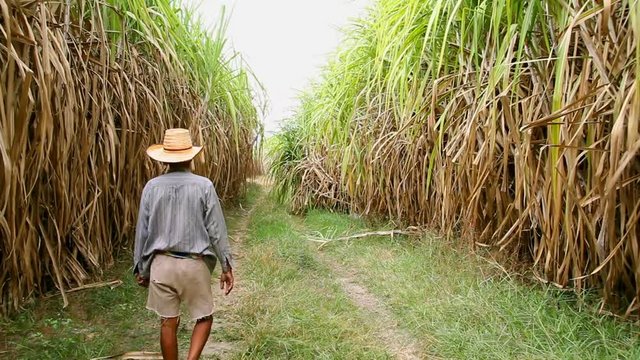 farmer working in sugarcane field,moving shot with stabilizer