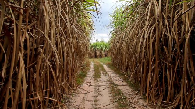 sugar cane field,moving shot with stabilizer 