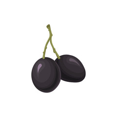 Naklejka na ściany i meble Ripe black olives vector Illustration