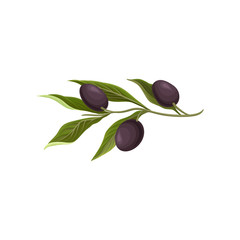 Obraz na płótnie Canvas Olive branch with black olives vector Illustration
