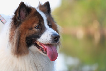 Bangkaew Dog Stroll in the garden