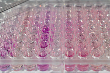 A pink sample inside a 96 well plate 2