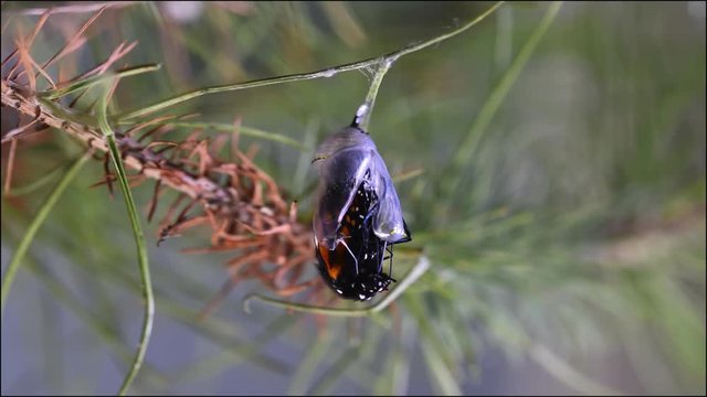 Monarch butterfly from cocoon to adult in time lapse