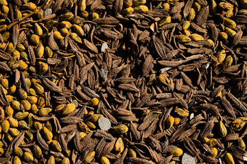 A seed fallen from a tree on a winter season