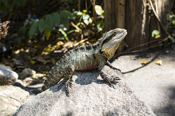 water dragon
