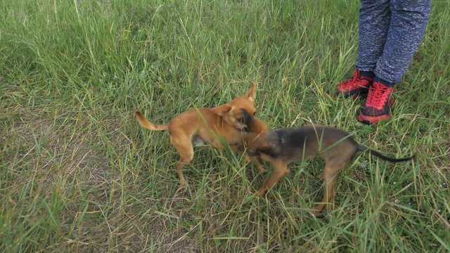Super slow motion shot of two small dogs Toy Terrier roughhousing on grass, funny battle of young beagle and white terrier. Doggy wrestling.