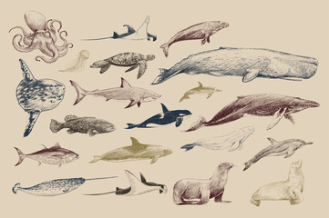 Illustration drawing style of marine life collection