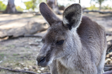 kangaroo