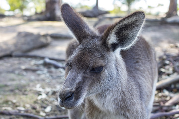 kangaroo