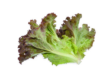 red oak lettuce isolated on white background