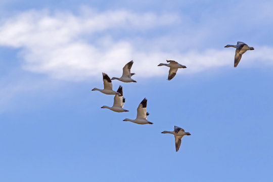 Birds snow geese migrate high above the Salton Sea in the California desert