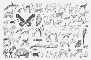 Foto op Plexiglas Illustration drawing style of animal collection © Rawpixel.com