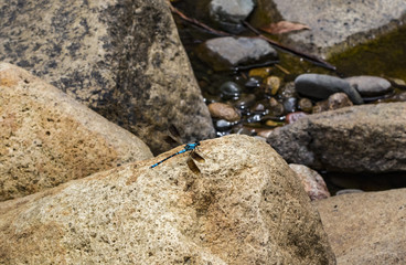 Blue dragonfly