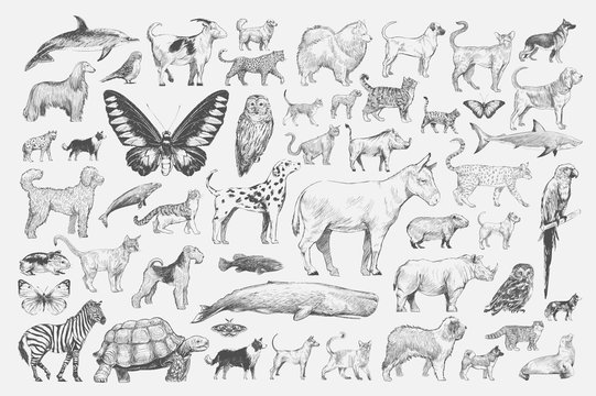 Illustration drawing style of animal collection