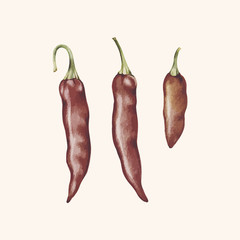 Illustration of chiili