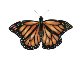 Illustration of butterfly