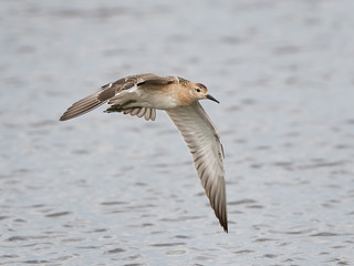 Ruff (Philomachus pugnax)