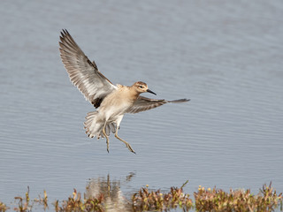 Ruff (Philomachus pugnax)