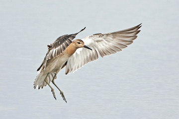 Ruff (Philomachus pugnax)