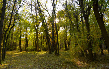 Fototapeta na wymiar Beautiful green trees and a ray of sunshine through them. Good for website design, horizontal internet sliders and banners.
