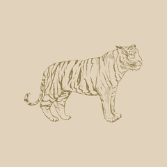 Illustration drawing style of tiger