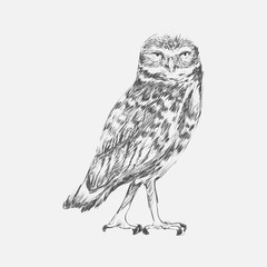 Illustration drawing style of owl