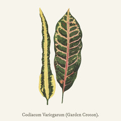 Garden Croton (Codiaeum Variegarum) New and Rare Beautiful-Leaved Plant. © Rawpixel.com