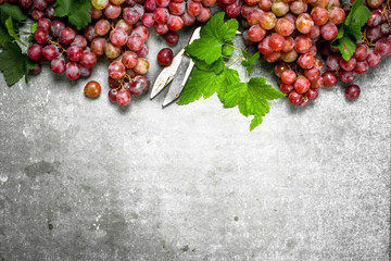 Bunches of red grapes in with leaves.