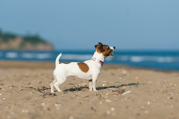 Jack Russell Terrier dog on the beach in a background of blue sea at sunny summer day.