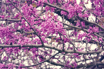 background of spring pink cherry blossoms tree. selective focus.