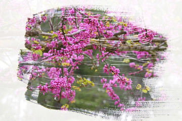 Obraz premium dreamy and abstract image of cherry tree. double exposure effect with watercolor brush stroke texture.