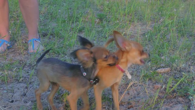 Super slow motion shot of two small dogs Toy Terrier roughhousing on grass, funny battle of young beagle and white terrier. Doggy wrestling.