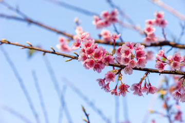 Prunus cerasoides blossoms or Thai cherry blossoms are in full bloom in winter in the North side of  Thailand.