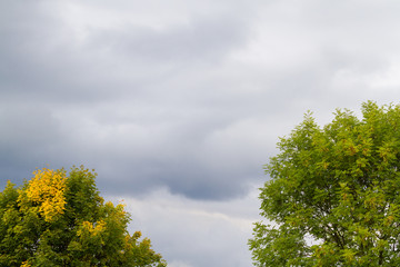 leichte Laubfärbung Ahorn im Herbst