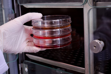 Holding a petri dishes with a cells inside