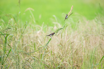 White-rumped Munia in green rice fields background