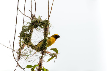 Asian golden weaver