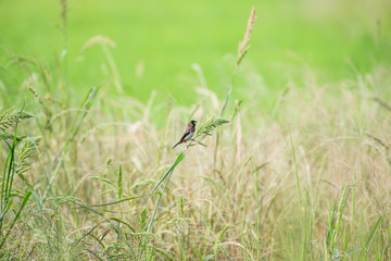 White-rumped Munia in green rice fields background
