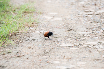 Naklejka na ściany i meble Chestnut munia, formerly considered as a subspecies of the tricoloured munia, is also known as black-headed munia.It is a small passerine bird.