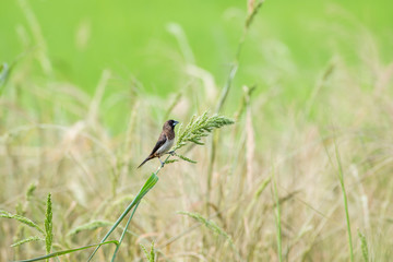 White-rumped Munia in green rice fields background