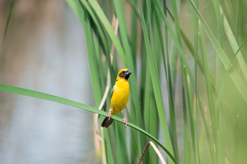 Asian golden weaver