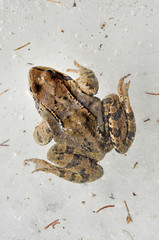 Obraz premium Frog trapped in ice