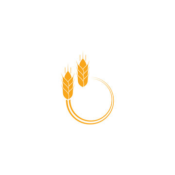 Golden wheat ears, agriculture vector element, organic bakery logo design