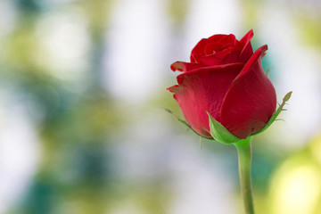 Red rose on Bokeh background.