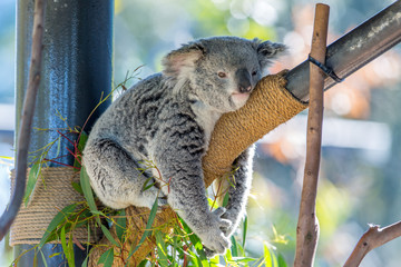 Koala lying in a man-made tree