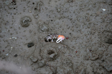 A fiddler crab, sometimes known as a calling crab, may be any of approximately 100 species of...