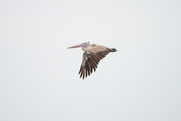 The spot-billed pelican or grey pelican (Pelecanus philippensis) is a member of the pelican family. It breeds in southern Asia.