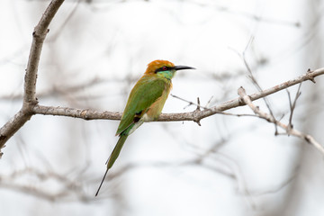 The green bee-eater or little green bee-eater is a near passerine bird in the bee-eater family.