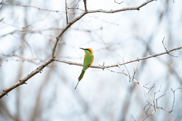 The green bee-eater or little green bee-eater is a near passerine bird in the bee-eater family.