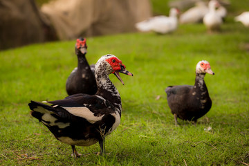 Muscovy ducks roaming on the grass in Organic Farm  in Thailand. Beautiful male Muscovy duck. Close up.